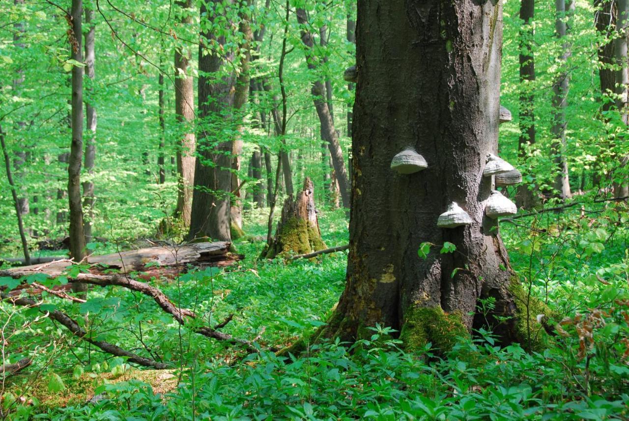 Ferienhaeuser Oberdorla Luaran gambar